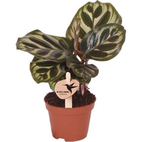 Plante Verte d'Intérieur Calathea Makoyana - Plante Dépolluante Facile en Pot Ø 6 cm - PANGIVO (1/4)