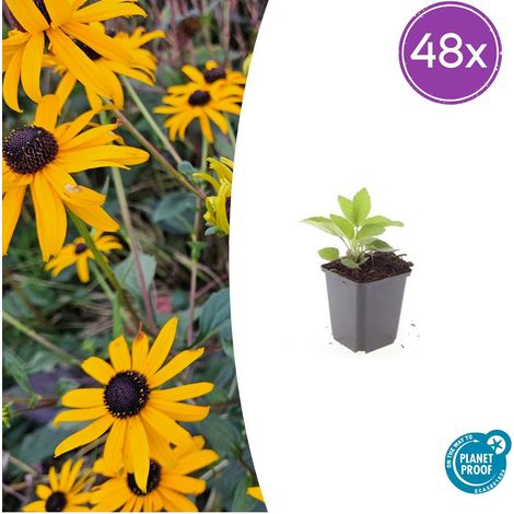 Lot de 48 Rudbeckia fulgida 'Goldsturm' Vivace à Fleurs Jaunes Massif Jardin Pot Ø9cm - PANGIVO (1/5)