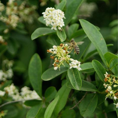 Troène vulgaire lodense - Ligustrum vulgare lodense Pot 3L