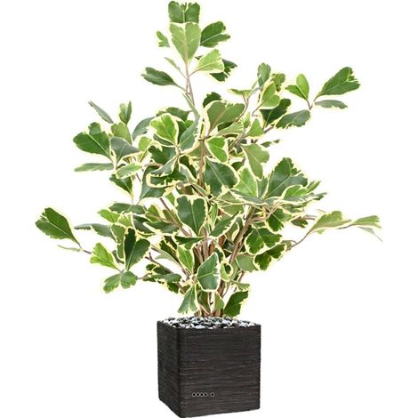 Ficus Triangularis artificiel troncs bois en pot H 50 cm D 50 cm Vert-jaune - dimhaut: H 50 cm - couleur: Vert-jaune