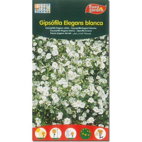 Graines de Fito de fleurs blanches de gypsophile elegans