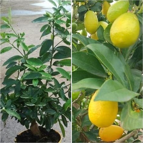 Planta Limequat. Cruce entre Lima y Kumquat. en Producci�n de Fruta