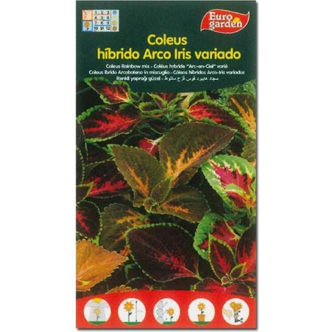 SEMILLAS FITO FLORES COLEUS HIBRIDO ARCO IRIS VARIADO=00640