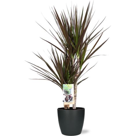 Dracaena Magenta Plante d'Intérieur avec Cache-Pot Anthracite - Hauteur 80 cm Ø17 cm - PANGIVO