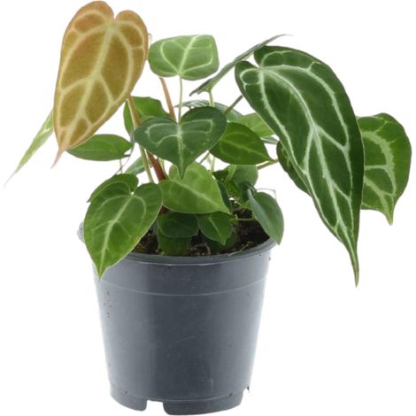 Anthurium Chrystallium - Plante d'Intérieur Décorative - Feuilles Vertes et Blanches - 35 cm - ø12 cm - PANGIVO