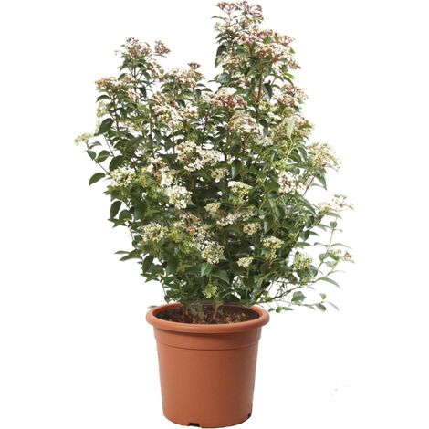 Viburnum Tinus 'Eve Price' - Pianta di Viburno - Piante Vere da Esterno Sempreverdi Resistenti - Pianta da Siepe - H 60-80 Vaso Ø 24 cm