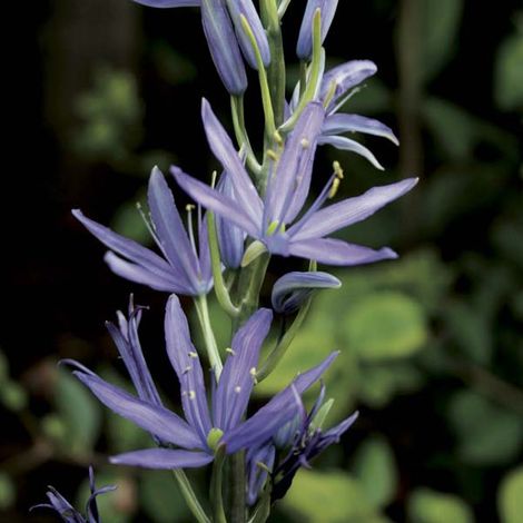 Camassia leichtlinii Caerulea Bulbe calibre 14+ (par 5) (1/2)