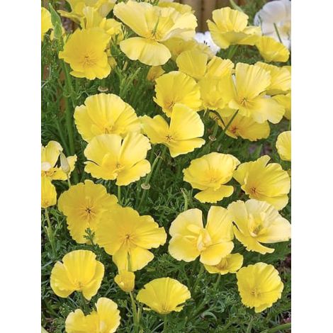 Pavot de Californie 'Butter Bush' le sachet de 350 graines environ (0,6g)
