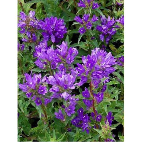 Campanule à bouquets 'Acaulis' Godet de 8/9 cm (1/2)