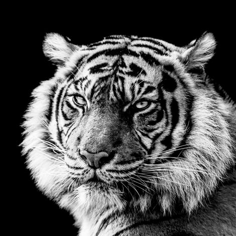 Tableau sur toile portrait de tigre en noir et blanc 65x65 cm - Impression sur Toile Murale Décorative - Image imprimée en HD sur Toile - Toile sur Châssis en Bois FSC - Fabriqué en France (1/5)