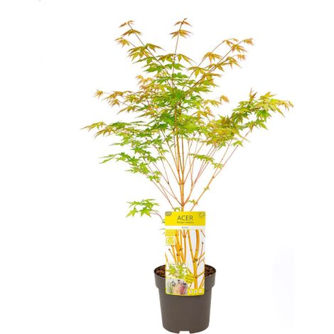 Acero giapponese "Acer palmatum Bi-hoo" pianta in vaso 18 cm h 80/100 cm circa (1/5)