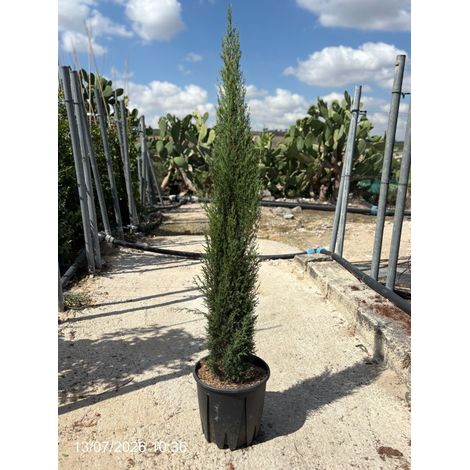 CUPRESSUS SEMPERVIRENS TOTEM VASO 24 (1/2)