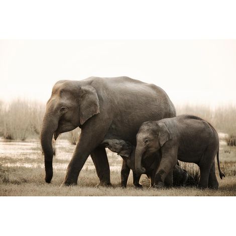 Tableau sur toile famille d'éléphants 30x45 cm - Impression sur Toile Murale Décorative - Image imprimée en HD sur Toile - Toile sur Châssis en Bois FSC - Fabriqué en France (1/5)