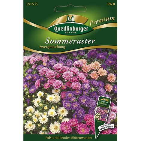 Quedlinburger Saatgut – Reine-marguerite naine en mélange – Graines de fleurs, hauteur env. 20 cm, environ 100 plants