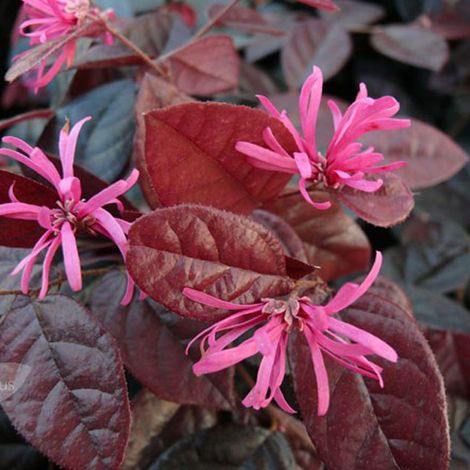 Loropetalum chinense 'Fire Dance' - 20-25 cm pot