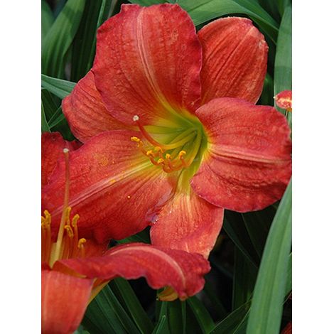 Lis d'un jour, Hémérocalle 'Red Rum' Godet de 8/9 cm