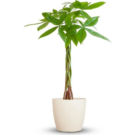 Pachira Aquatica Arbre à Monnaie Plante d'Intérieur Tronc Tressé avec Pot Blanc 80 cm Ø21 cm - PANGIVO (1/4)