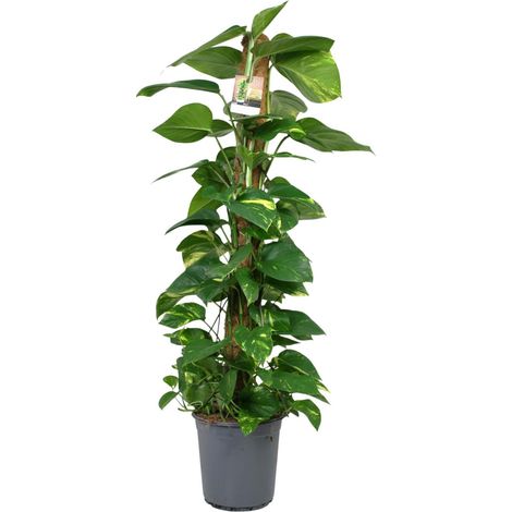 Scindapsus Epipremnum Plante d'Intérieur Verte Ø24 cm Hauteur 120 cm Idéal Mi-ombre - PANGIVO (1/4)