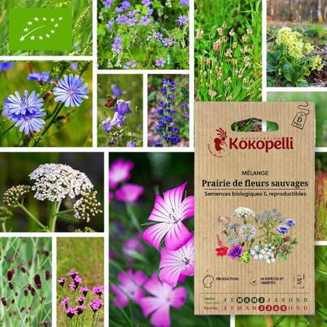 Mélange Prairie de fleurs sauvages- Graines bio à semer (1/2)