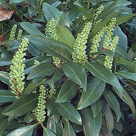 Laurier-Cerise  - Prunus laurocerasus 'Zabeliana'  - 30-50 cm pot