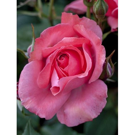 Rosier à fleurs groupées 'Pernille Poulsen' Pot de 2L/3L