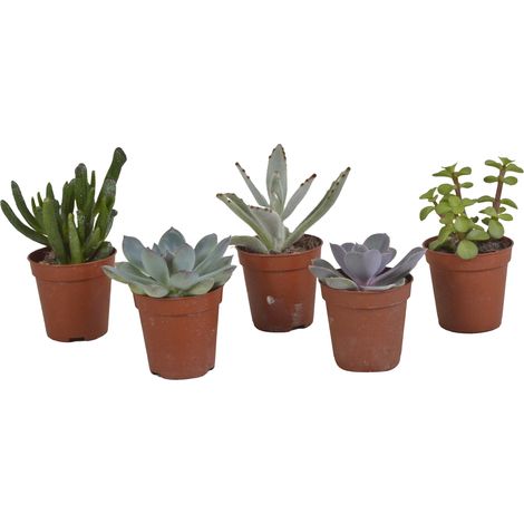 Lot de 5 Plantes Succulentes Variées Mélange de Formes et Couleurs Ø 5,5 cm sans Cache-pot - PANGIVO (1/5)
