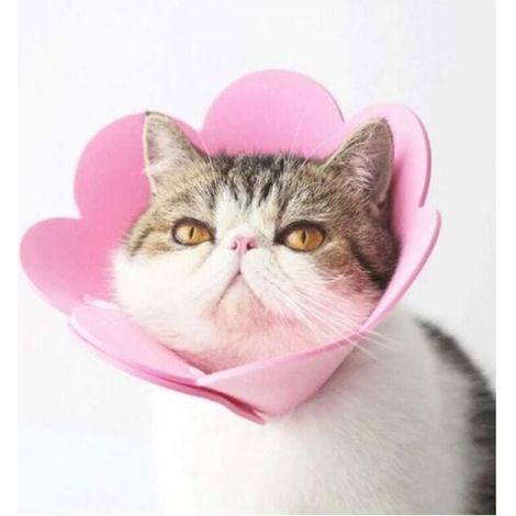 Rose,1PC Collerette pour Chat Chien Collier De Cne Anti-Morsure Protection Cne Collerettes Chien Chat de Chiot Collier Blessure Protecteur de Cne De Cou Réglable,S (1/3)