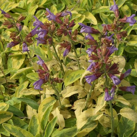Sauge officinale Icterina/Lot de 9 godets