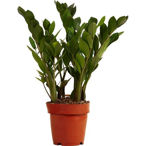 Bloomique - Zamioculcas Zamiifolia - Palmier d'intérieur - Zamioculcas - Plantes d'intérieur - Purifiant l'air - Très facile d'entretien - Hauteur 30-40 cm - Pot 12 cm