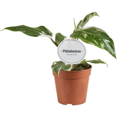Philodendron White Princess plante d’intérieur panachée pot 12 cm, grade B, hauteur env. 30 cm - PANGIVO