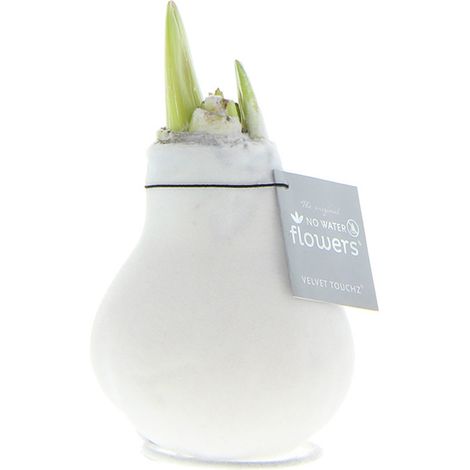 Bloomique - Bulbe d'Amaryllis en Cire - Revêtement Velours Blanc - Bulbe à Fleurs - Fleurs sans Eau - Décoration de Noël - 15-25 cm de Haut à la Livraison - Pousse jusqu'à 40-60 cm - 10 cm de diamètre (1/5)