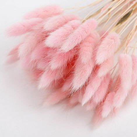 Rabbit Tail Grass - Fleurs Séchées Naturelles - Décoration Intérieure Bohème - Pour Couronnes, Vases, Mariages - 50 Pièces (1/5)