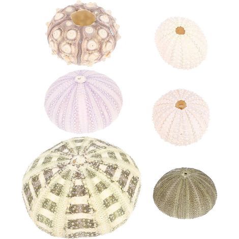 Set mit 6 Seeigel-Dekorationen für Aquarium und Schreibtisch (verschiedene Ausführungen) - 6,00 x 6,00 x 4,00 cm - Verschiedene Farben (1/4)