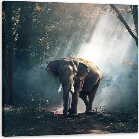 Leinwanddruck Tiere Elefant 40x40 cm