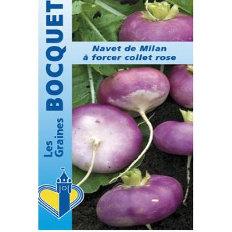 Navet 'de Milan à forcer collet rose' le sachet de 250 graines (0,5g) (1/2)