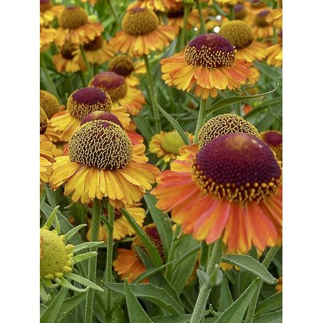 Hélénie 'Short 'n' Sassy ' Godet de 8/9 cm (1/4)