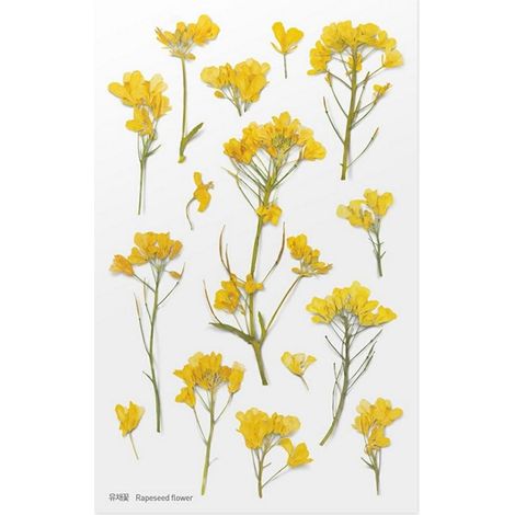 Adesivi decorativi a forma di fiore - Colza
