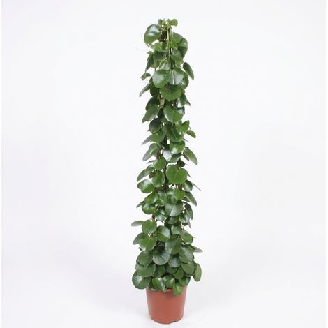 Bloomique - Cissus Rotundifolia - Plante grimpante - Convient également en suspension - Plante d'intérieur - Dépolluante - Facile d'entretien - Hauteur 150-160 cm - Pot 27 cm (1/5)
