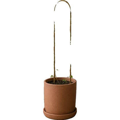 Supporto per piante, in bambù, dimensioni 75 x 15 cm, 5 pezzi, struttura leggera, adatto per piante rampicanti. (1/5)