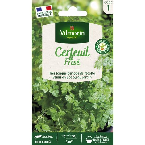 Cerfeuil Frisé Vilmorin (1/2)