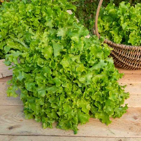 Laitue à couper Salad Bowl verte Vilmorin
