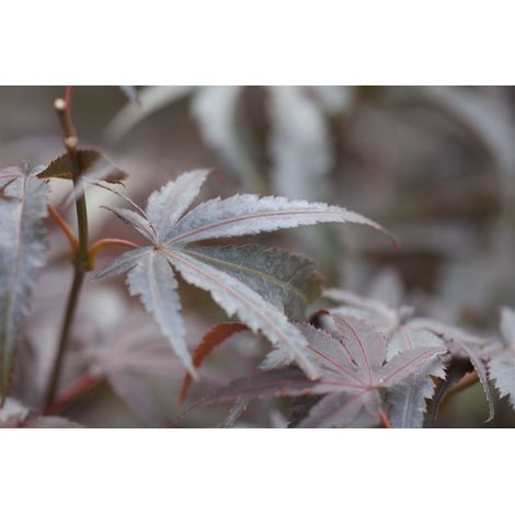 Fächerahorn 'Pixie' Acer palmatum 'Pixie' C5 60- 80 (1/2)