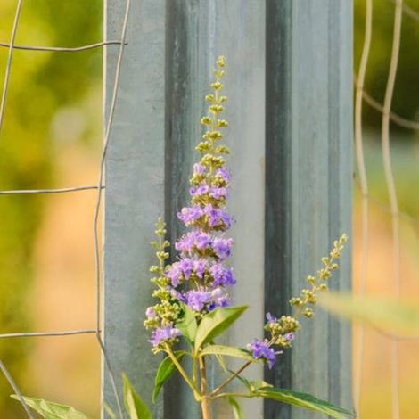 Arbre au poivre Laciniata, Vitex, Gattilier/Pot de 7,5L - 60/80 cm