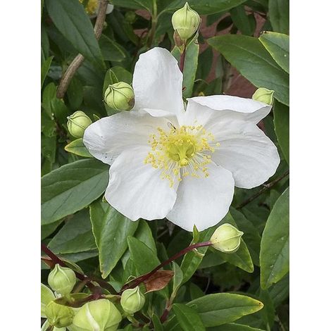 Carpenteria de Californie Pot de 3L/4L (1/4)