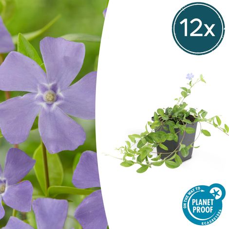 Lot de 12 Vinca minor 'La Grave' Pervenche Couvre-sol Persistant Fleurs Violettes 10-25 cm Ø9 cm - PANGIVO (1/5)