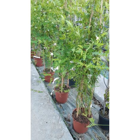 Jasminum Officinalis V17