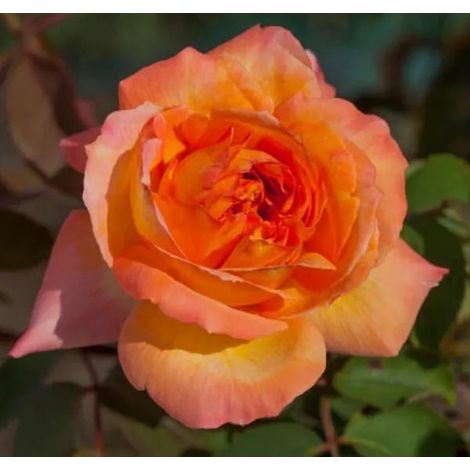 Gardenaria Rosa 'Rene Goscinny' - Rosa da giardino - Altezza: 40/50 cm (vaso20) (1/2)
