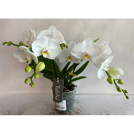ORCHIDEA PHALAENOPSIS TABLO BIANCO CHAMPAGNE 2 RAMI VASO 12CM