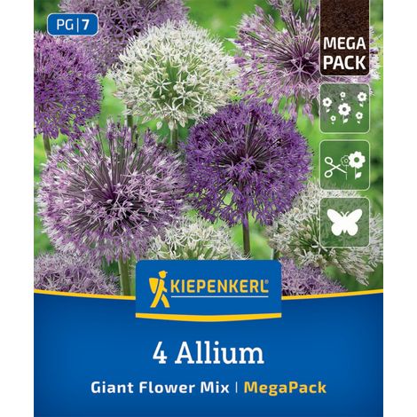 Kiepenkerl Herbstblumenzwiebel Zierlauch Allium Großblumige Mischung 4 Stück (1/2)