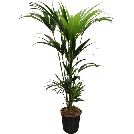 Howea Forsteriana (Kentia) - Palmier d’intérieur décoratif en pot - 5 troncs - pot 21 cm - hauteur 120-140 cm - PANGIVO